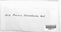 Puccinia striiformis image